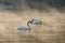 Two white swan cleaning body on foggy reservoir