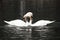 Two white swans