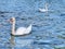 Two white swans on a crystal blue lake