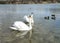 Two white swans Cygnus olor and group of mallards anas platyrhynchos on the water.