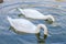 Two white swans dived in a pond together. Closeup