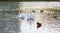 Two white swans float on water in park