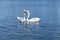 Two white swans floating on the lake in Hyde Park, London.