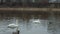 Two white swans floating in a river, in spring with wild ducks,duck attacks swan.