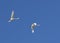 Two white swans are flying in the sky. Bird protection
