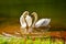 Two white swans heart water scene for lovely