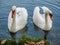 Two white swans heart water scene. White swans love scene. True love two swans