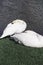 Two white swans hold their heads under their wings to sleep on the lake in summer