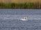 Two white swans on lake