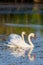 Two white swans on a lake