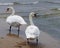 Two white swans looking in opposite directions, on the sand next to a bay, with small waves, and land at the horizon.