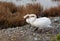 Two white swans near a salt marsh