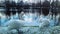 Two white swans near the water in winter in the town of Slupsk