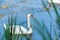 Two white swans - one real and one a reflection of the second one on the blue water with blurred reeds on the front