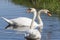 Two white swans with orange beaks swim in a pond, the sun shines on the feathers. Reflections in the blue water