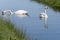 Two white swans with orange beaks swim in a pond, the sun shines on the feathers. Reflections in the blue water