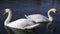 Two white swans passing each other on the water