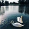 Two white swans in a pond