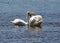 Two white swans stay close to each other on the river Axe estuary in Devon