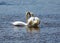 Two white swans stay close to each other on the river Axe estuary in Devon