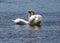 Two white swans stay close to each other on the river Axe estuary in Devon