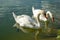 Two white swans swim on the lake