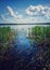 Two white swans swim in the lake near the shore in the thicket. beautiful summer landscape with swans..