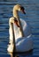 Two White Swans Swimming