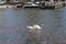 Two White Swans Swimming in a Harbor Located in Espoo, Finland