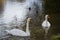 Two white swans swimming peacefully and quietly in a pond on winter in Spain