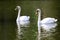 Two white swans swimming in the pond