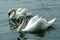 Two white swans on the water, Lago Maggiore, Italy.