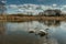 Two white swans water scene. Beautiful wild swans swimming in the lake. Swans on the water in spring day. Spring sunny day water