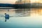 Two white swans at Wilstone reservoir, near the village of Tring, in Hertfordshire, England.