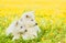 Two White Swiss Shepherd`s puppies lying on dandelion field together