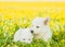 Two White Swiss Shepherd`s puppies lying on dandelion field together