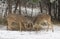 Two white-tailed deer bucks fighting each other on a snowy day