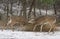 Two white-tailed deer bucks fighting each other on a snowy day