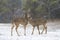 Two white-tailed deer bucks fighting each other on a snowy day