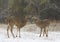 Two white-tailed deer bucks standing in the falling snow