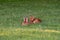 Two white-tailed deer fawns bedded down