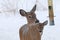 Two white-tailed deer Odocoileus virginianus in winter