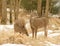 Two White-tailed Deer In Snowy Clearing