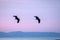 Two white-tailed eagles in flight, eagle flying against colorful sky with clouds in Hokkaido, Japan, silhouette of eagle at sunris