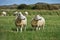 Two white Texel sheep, a heavily muscled breed of domestic sheep from the Texel island in the Netherlands, standing on grass