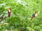 Two white throated kingfisher in a single frame