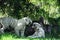 Two white tigers fighting. Bali, Indonesia.