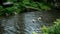 Two white tigers swim in a lake in the jungles of Asia