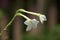 Two White trumpet flowers of night blooming jasmine plant