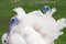 Two white turkey male or gobbler closeup on a green background